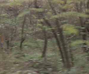 Hot Girl Fucking in Jungle Hard